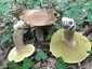 Nyári vargánya (Boletus reticulatus), Budai-hegység
